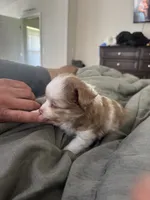 Cupid 💘 , a female Toy Australian Shepherd for sale in Eugene, OR – 8 of 10