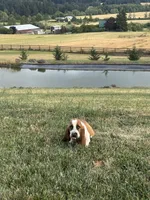 Wobbles , a male Basset Hound for sale in Eugene, OR – 2 of 9