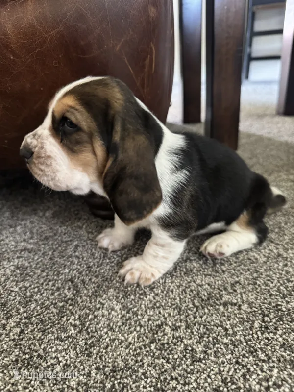 Tank  – Basset Hound puppy for sale in Eugene, OR