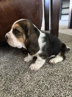 Tank , a male Basset Hound for sale in Eugene, OR – 1 of 3