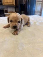 Stella, a female French Bulldog and Basset Hound for sale in Eugene, OR – 7 of 8