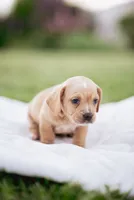 Braxton, a male French Bulldog and Basset Hound for sale in Eugene, OR – 2 of 3