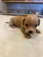 Sadie , a female French Bulldog and Basset Hound for sale in Eugene, OR – 4 of 6