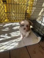 Cupid 💘 , a female Toy Australian Shepherd for sale in Eugene, OR – 6 of 10