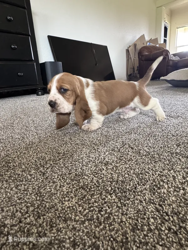 Shortie – Basset Hound puppy for sale in Eugene, OR