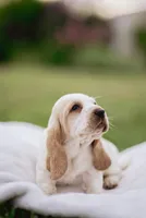 Tanker , a male Basset Hound for sale in Eugene, OR – 3 of 7