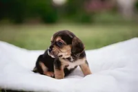 Spur, a male French Bulldog and Basset Hound for sale in Eugene, OR – 5 of 5