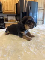 Hazel, a female French Bulldog and Basset Hound for sale in Eugene, OR – 4 of 5