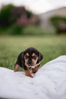 Remi, a female French Bulldog and Basset Hound for sale in Eugene, OR – 2 of 4