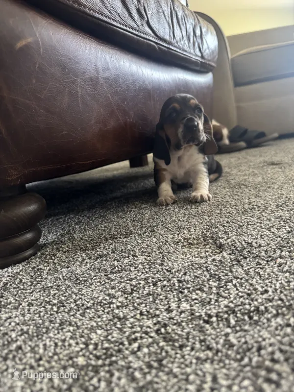 Stumpy – Basset Hound puppy for sale in Eugene, OR