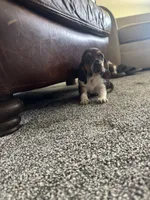 Stumpy, a female Basset Hound for sale in Eugene, OR – 1 of 2