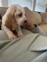 Dumbo , a female Basset Hound for sale in Eugene, OR – 3 of 8