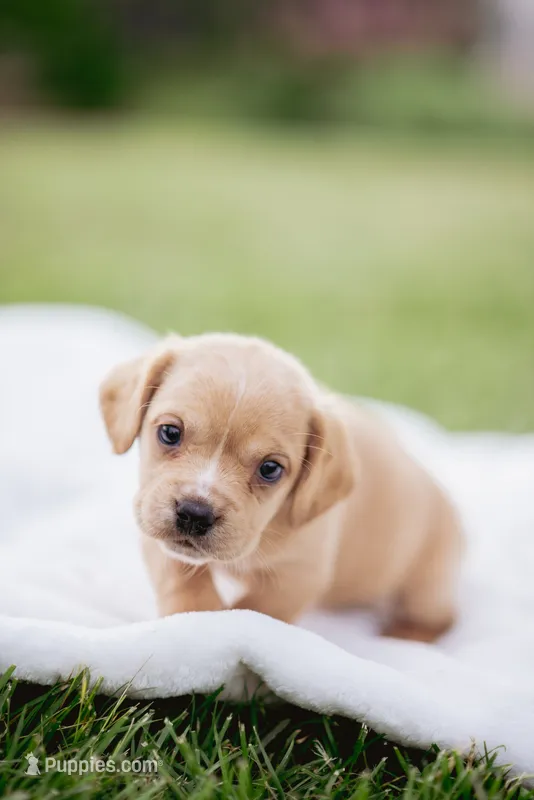Braxton – French Bulldog, Basset Hound puppy for sale in Eugene, OR