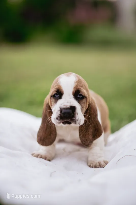 Wobbles  – Basset Hound puppy for sale in Eugene, OR