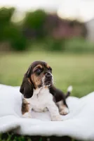 Stumpy, a female Basset Hound for sale in Eugene, OR – 5 of 6