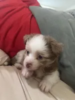 Cupid 💘 , a female Toy Australian Shepherd for sale in Eugene, OR – 2 of 10