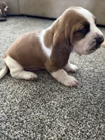 Wobbles , a male Basset Hound for sale in Eugene, OR – 4 of 8