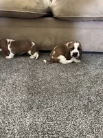 Wobbles , a male Basset Hound for sale in Eugene, OR – 7 of 8
