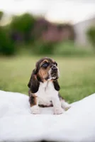 Stumpy, a female Basset Hound for sale in Eugene, OR – 2 of 6