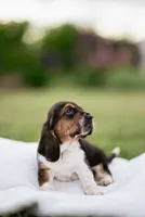 Stumpy, a female Basset Hound for sale in Eugene, OR – 4 of 6