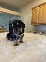 Remi, a female French Bulldog and Basset Hound for sale in Eugene, OR – 1 of 6