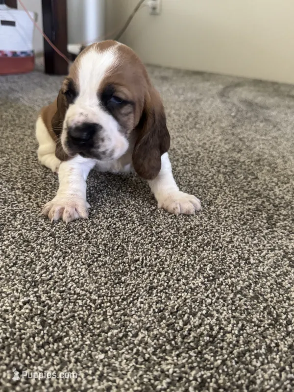 Wobbles  – Basset Hound puppy for sale in Eugene, OR