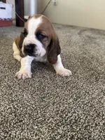 Wobbles , a male Basset Hound for sale in Eugene, OR – 1 of 8
