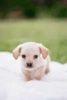 Blondie , a male French Bulldog and Basset Hound for sale in Eugene, OR – 3 of 4