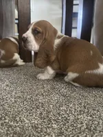 Shortie, a male Basset Hound for sale in Eugene, OR – 6 of 7