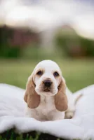 Tanker , a male Basset Hound for sale in Eugene, OR – 2 of 7