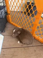Peanut 🥜 , a female Toy Australian Shepherd for sale in Eugene, OR – 6 of 6