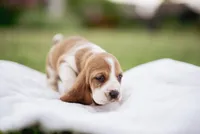 Shortie, a male Basset Hound for sale in Eugene, OR – 4 of 4