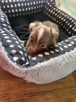 Peanut 🥜 , a female Toy Australian Shepherd for sale in Eugene, OR – 5 of 6