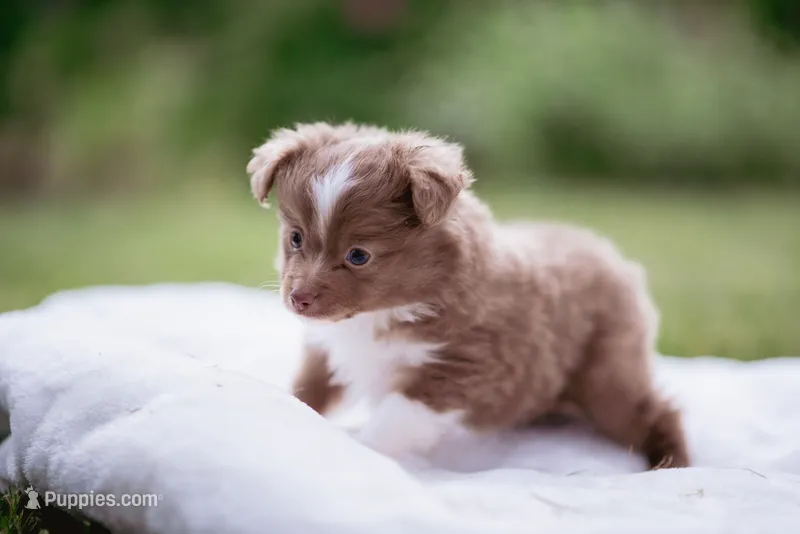 Peanut 🥜  – Toy Australian Shepherd puppy for sale in Eugene, OR