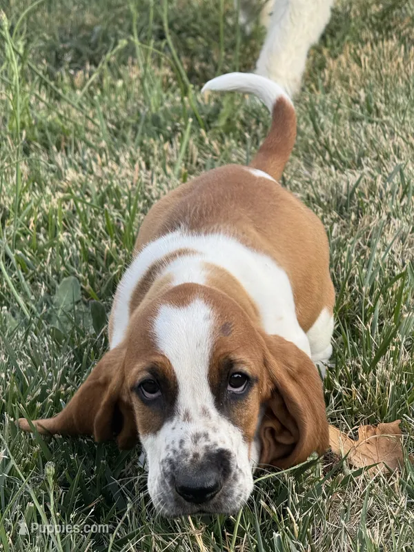 Wobbles  – Basset Hound puppy for sale in Eugene, OR