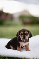 Spur, a male French Bulldog and Basset Hound for sale in Eugene, OR – 3 of 5