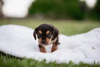 Hazel, a female French Bulldog and Basset Hound for sale in Eugene, OR – 3 of 9