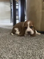 Shortie, a male Basset Hound for sale in Eugene, OR – 4 of 7