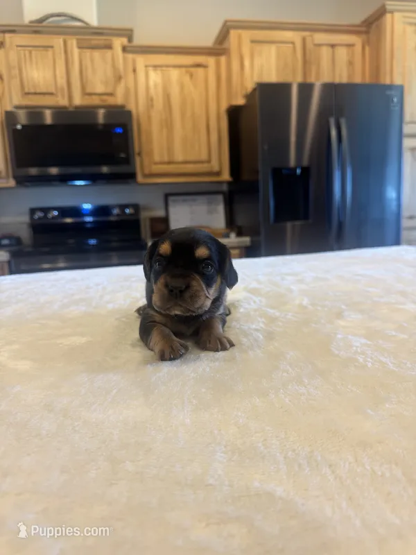 Spur – French Bulldog, Basset Hound puppy for sale in Eugene, OR