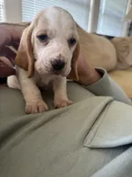 Dumbo , a female Basset Hound for sale in Eugene, OR – 7 of 8