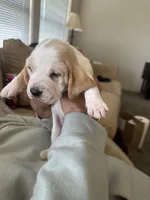 Dumbo , a female Basset Hound for sale in Eugene, OR – 2 of 8
