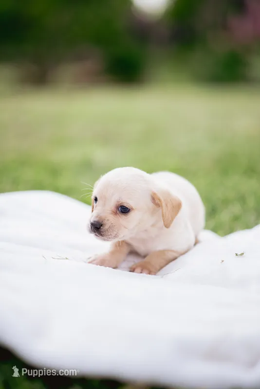 Blondie  – French Bulldog, Basset Hound puppy for sale in Eugene, OR