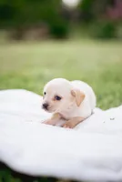 Blondie , a male French Bulldog and Basset Hound for sale in Eugene, OR – 1 of 4