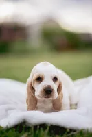 Tanker , a male Basset Hound for sale in Eugene, OR – 6 of 7