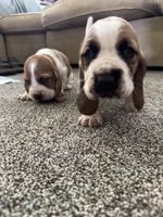 Wobbles , a male Basset Hound for sale in Eugene, OR – 5 of 8
