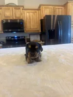 Spur, a male French Bulldog and Basset Hound for sale in Eugene, OR – 8 of 8