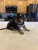 Remi, a female French Bulldog and Basset Hound for sale in Eugene, OR – 6 of 6