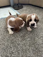 Wobbles , a male Basset Hound for sale in Eugene, OR – 8 of 8