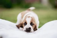 Wobbles , a male Basset Hound for sale in Eugene, OR – 2 of 6