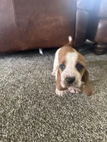 Eeyore, a female Basset Hound for sale in Eugene, OR – 2 of 3